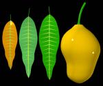 3D virtual mango and leafs