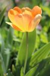 Tulip.... Tulip....