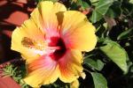 Hibiscus...