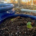 Risky Experiment Risky Experiment