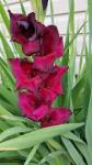 Gladiolus Gladiolus