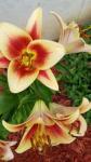 Lilium Lilium