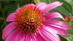 Coneflower Echinacea purpurea "PowWow Wild Berry" Coneflower Echinacea purpurea "PowWow Wild Berry"