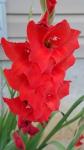 Gladiolus