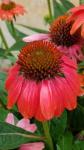 Coneflower Echinacea 'Cheyenne Spirit'