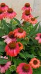 Coneflower Echinacea 'Cheyenne Spirit'