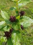 Carolina Allspice 'Calycanthus floridus'