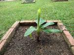 Dwarf Cavendish Banana